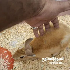  2 rabbit cute with cage for sale