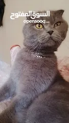  1 قط سكــــــــــــــــــــوتش  بحاله جيدا لا يعاني من اي مرض  العمر 10 اشهر لون رمادي