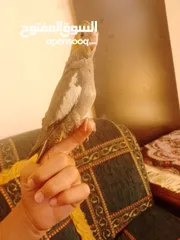  10 ببغاء كوكتيل اليف جدنننننن