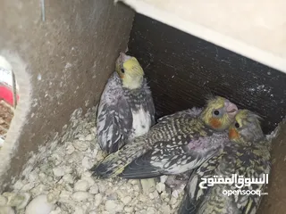  6 موجود جواز وفراخ كوكتيل شغال ومنتجة وشغل تدريب