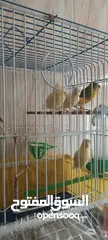  2 كنار للبيع الفحل مشاء الله شغال ونار