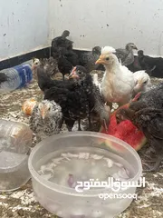  1 الحب بدينار