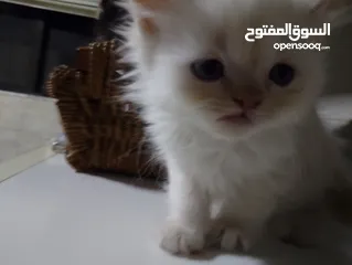  5 قطط للبيع السعار مشكله