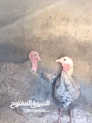  3 جوز حبش للبيع
