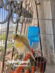  6 طيرة كنار مفتلة جنوبي انتاج اردني للبيع