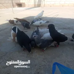  7 حمام كوم للبيع