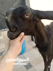  7 بسم الله ماشاء الله ثلاث عنزات شاميات