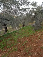  3 أرض زيتون تصنيف أ مساحة 3 دونم وربع