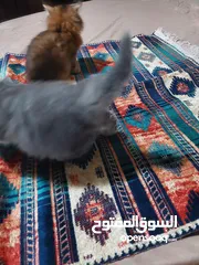  3 ققط للبيع شانشيلا مع شيرازي..جميلات الوان مختلفه ذكور واناث