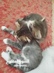  1 قطط شيرازي للبيع موجودين في عناتا