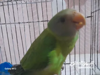  2 فرخ ببغاء اليف بالم هد دره