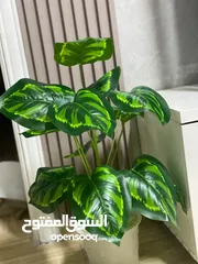  7 اشجار زيينه