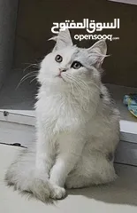  1 persian cat