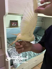  3 زوج كوكتيل وحبه لوري أليفات 100% الرجاء قراه الوصف