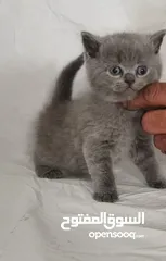  6 chat British blue pure race