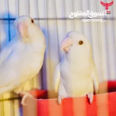  4 يتوفر لدينا مجموعه انواع طيور اليفه  دره اليف  لوري اليف  كوكتيل اليف  روز اليف  حب اليف