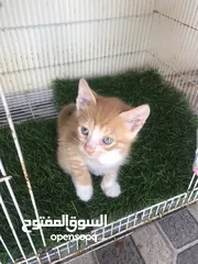  1 بيع قطه أم شيرازيه و الاب عماني عادي