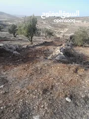  2 ارض زيتون للبيع في صوريف