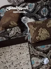 2 تفاصيل البسه ذكر وانثى اسمهم ثلاثه ومطعمات وكل شيء