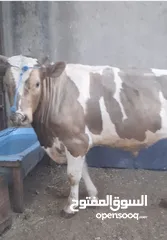  1 بسم الله ماشاء الله