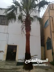  4 شجرة زينه طول 6 متر