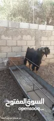  2 ثني حولي مقنوي من كل جهه ثلاث حبات