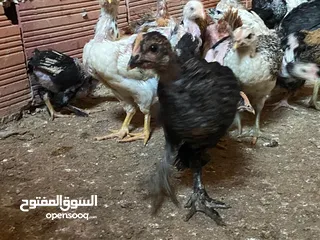  5 دجاج  فيومي وعربي وجيان
