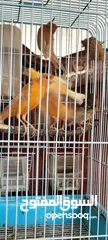  11 20 جوز فنقز و10 حبات كنار