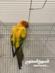  5 ثنين صن كنيور