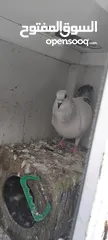  8 حمام مشكل عند صورهن