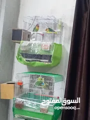  2 طيور للبيع