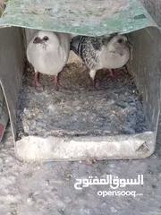  5 حمام للبيع في سعر مغريييي