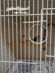  5 4 Adult finch with cage and breeding box