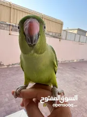  3 ببغاء دره صغير