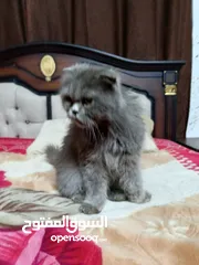  11 قطه سكوتش فولد لون سكني للبيع بسعر مغري جدا للتواصل  القطه اكتير الاليفه وهاديه