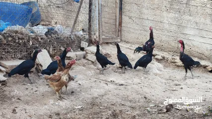  9 باكستاني نخب