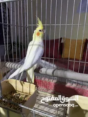  1 فراخ كوكتيل للبيع+قفاص مستعمله شبه جديده جديده قابل للبدل ع كوكتيل شغالات