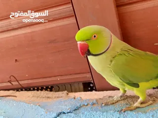  4 فحل دره اليف ومطوق ذكر بداية كلام لعبه  عجلون