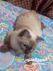  3 قطط للبيع هملايا