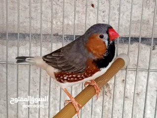  1 جوز وذكر جنة جامبو وذكر هوجو