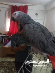 4 بغبغاء كاسكو