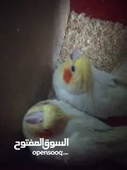  5 طيورفي.الزرقاء