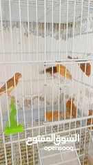  10 طيور كنار مشكله