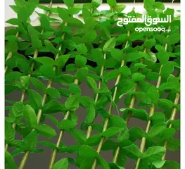  4 ستارة ورق شجر ديكور بكثافة عالية ولمسة عصرية مميزة. بتعمل سواتر رائعة للبرندات والشبابيك