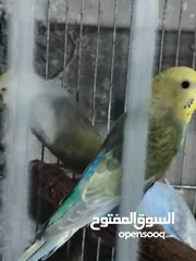  6 طيور حب رينبو وهوقو رومو للبيع