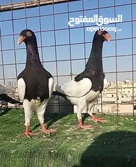  4 سلافر قصه فحل وفراخو