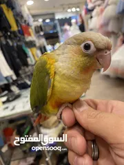  2 ببغاء جرين شيك مميز جدا جدا زي اللعبة فرخ نهاية فطم