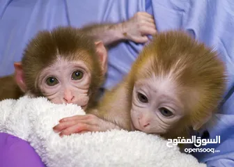  4 Top quality baby capuchin monkeys