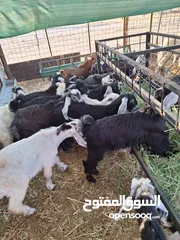  16 للبيع طليان ورخال حرية وتيوس وجفار عواض للمناسبات