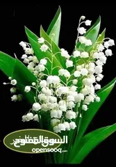  3 بيت للايجار عين الباشا
